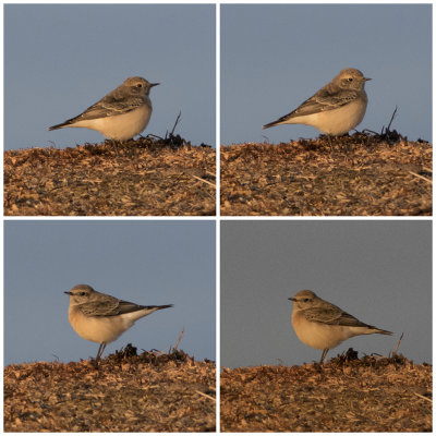 Pied wheatear (Oenanthe pleschanka)