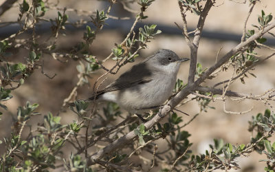 Lesser whitethroat (Sylvia curruca)