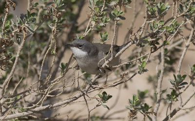 Lesser whitethroat (Sylvia curruca)