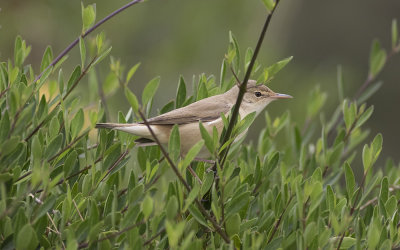 Eurasian reed warbler
