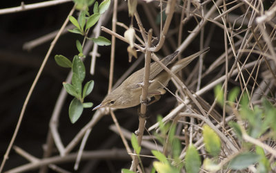 Caspian reed warbler (Acrocephalus (scirpaceus) fuscus)