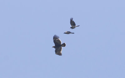 Greater spotted eagle (Clanga clanga)