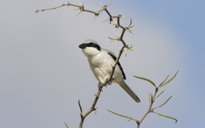 Levant Grey Shrike