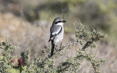 Canary Islands Grey Shrike