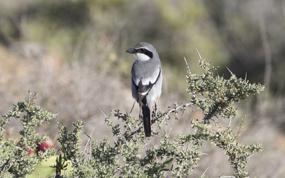Canary Islands Grey Shrike (Lanius elegans koenigi)