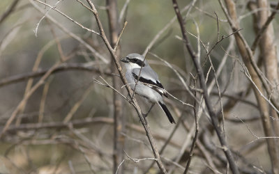Canary Islands Grey Shrike (Lanius elegans koenigi)
