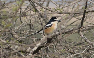 Masked shrike (Lanius nubicus)