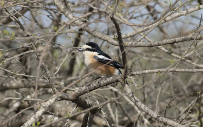Masked shrike (Lanius nubicus)