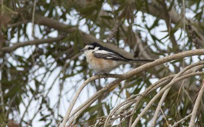 Masked shrike (Lanius nubicus)