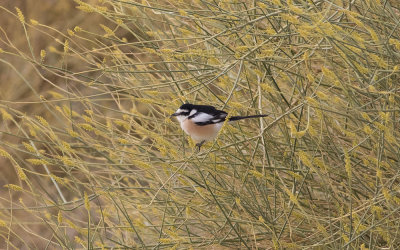 Masked shrike (Lanius nubicus)