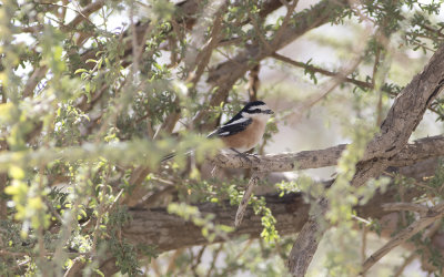 Masked shrike (Lanius nubicus)