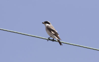 Lesser grey shrike (Lanius minor)