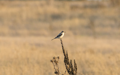 Lesser grey shrike (Lanius minor)