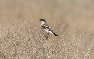 Woodchat shrike (Lanius senator)