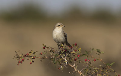 Red-backed shrike (Lanius collurio)