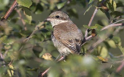 Red-backed shrike (Lanius collurio)