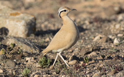Cream-colored courser