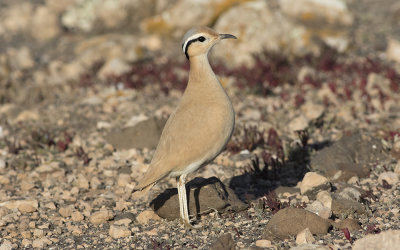 Cream-colored courser (Cursorius cursor)