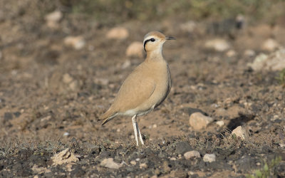 Cream-colored courser (Cursorius cursor)