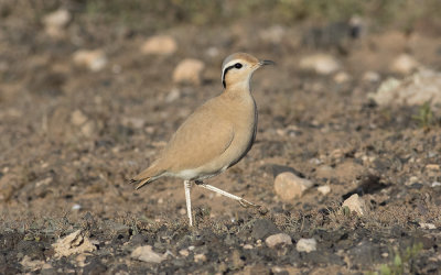 Cream-colored courser (Cursorius cursor)