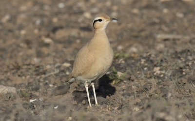 Cream-colored courser (Cursorius cursor)
