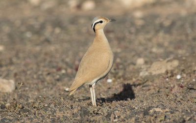 Cream-colored courser (Cursorius cursor)