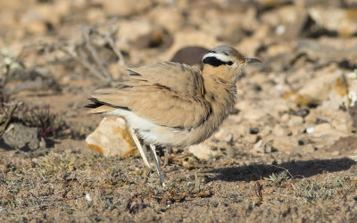 Cream-colored courser (Cursorius cursor)