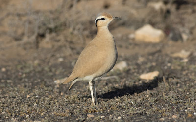 Cream-colored courser (Cursorius cursor)