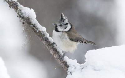 European crested tit