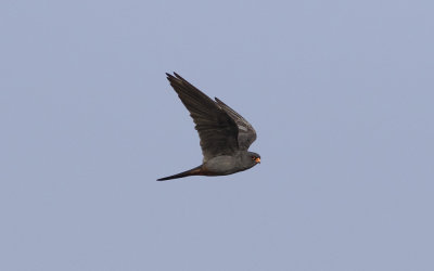 Red-footed falcon