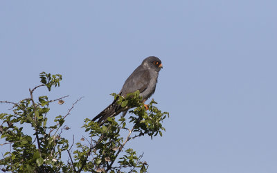 Red-footed falcon (Falco vespertinus)