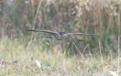 Eurasian sparrowhawk (Accipiter nisus)