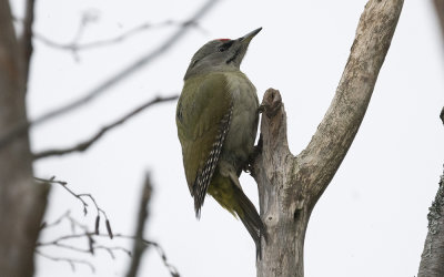 Grey-headed woodpecker (Picus canus)