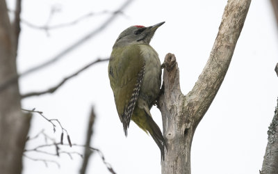 Grey-headed woodpecker (Picus canus)