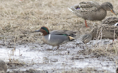 green-winged teal (Anas carolinensis)