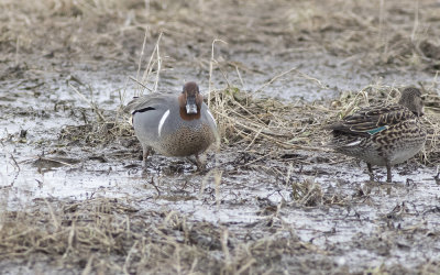 green-winged teal (Anas carolinensis)