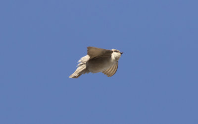 Rock martin (Ptyonoprogne fuligula)