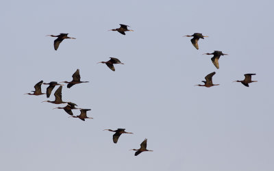 Glossy ibis (Plegadis falcinellus)