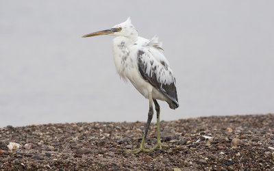Western reef heron