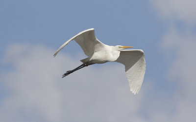 Great egret (Ardea alba)