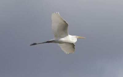 Great egret (Ardea alba)