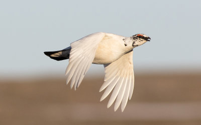 Rock ptarmigan (Lagopus muta)