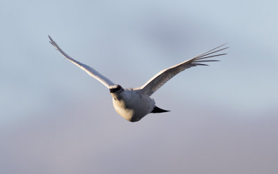 Rock ptarmigan (Lagopus muta)