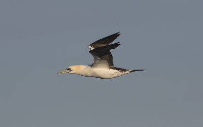 Northern gannet (Morus bassanus)