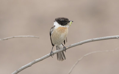 Canary Islands stonechat (Saxicola dacotiae)