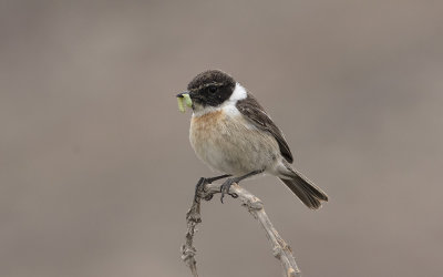 Canary Islands stonechat (Saxicola dacotiae)