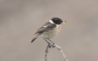 Canary Islands stonechat