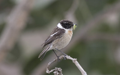Canary Islands stonechat (Saxicola dacotiae)