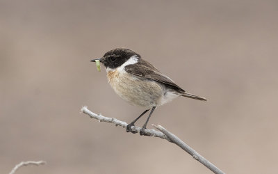 Canary Islands stonechat (Saxicola dacotiae)