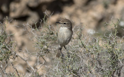 Canary Islands stonechat (Saxicola dacotiae)